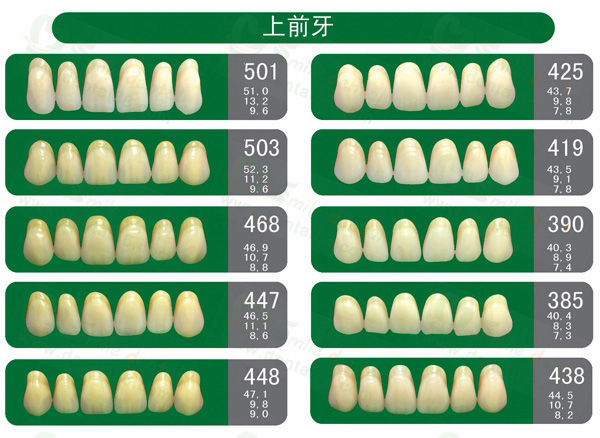 SDT-SA32 Synthetic Resin Teeth Three Layer